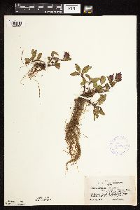 Prunella vulgaris subsp. lanceolata image