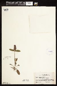Prunella vulgaris subsp. lanceolata image