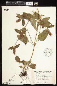 Prunella vulgaris subsp. lanceolata image