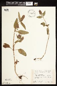 Prunella vulgaris subsp. lanceolata image