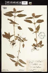 Prunella vulgaris subsp. lanceolata image