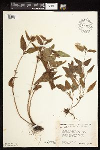 Prunella vulgaris subsp. lanceolata image