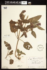Prunella vulgaris subsp. lanceolata image