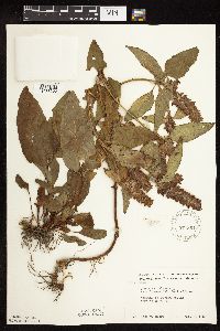 Prunella vulgaris subsp. lanceolata image