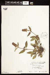 Prunella vulgaris subsp. lanceolata image