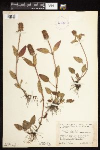 Prunella vulgaris subsp. lanceolata image