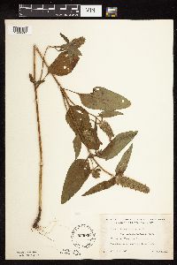Prunella vulgaris subsp. lanceolata image