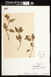 Prunella vulgaris subsp. lanceolata image