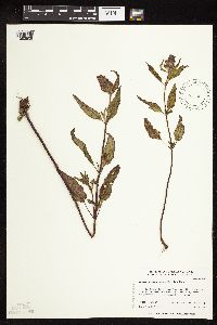 Prunella vulgaris subsp. lanceolata image
