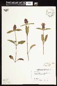 Prunella vulgaris subsp. lanceolata image