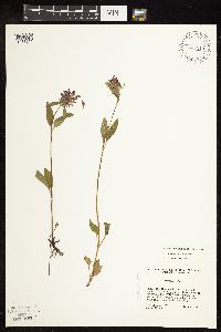 Prunella vulgaris subsp. lanceolata image
