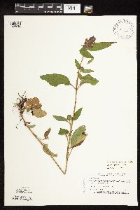 Prunella vulgaris subsp. lanceolata image