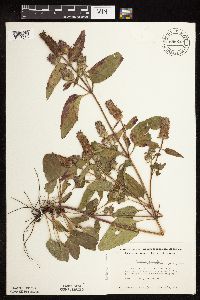 Prunella vulgaris subsp. lanceolata image