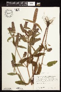 Prunella vulgaris subsp. lanceolata image