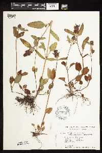 Prunella vulgaris subsp. lanceolata image