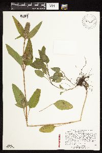 Prunella vulgaris subsp. lanceolata image