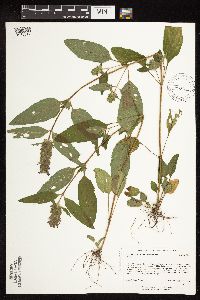 Prunella vulgaris subsp. lanceolata image