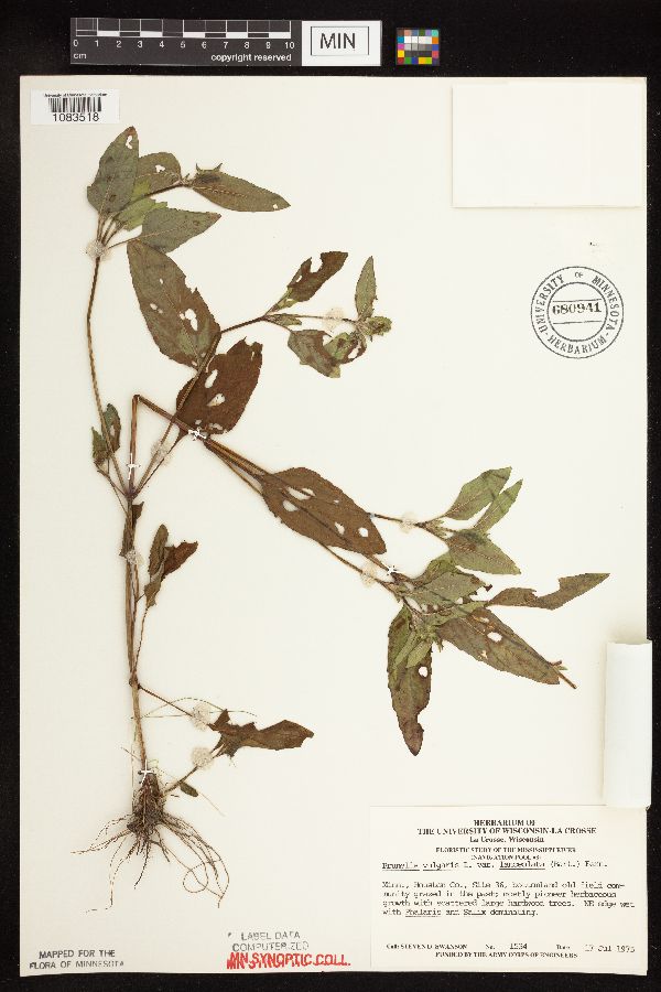 Prunella vulgaris subsp. lanceolata image