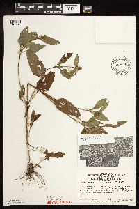 Prunella vulgaris subsp. lanceolata image
