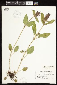 Prunella vulgaris subsp. vulgaris image
