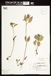 Prunella vulgaris subsp. vulgaris image