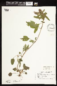 thumbnail image of current specimen