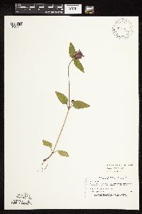 Prunella vulgaris subsp. vulgaris image