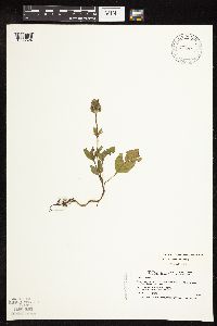 Prunella vulgaris subsp. vulgaris image