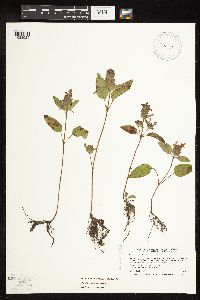 Prunella vulgaris subsp. vulgaris image