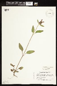 Prunella vulgaris subsp. vulgaris image