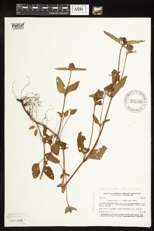Prunella vulgaris subsp. vulgaris image