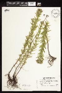 Pycnanthemum virginianum image