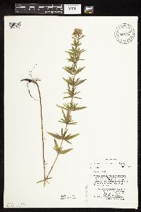 Pycnanthemum virginianum image