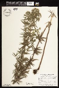 Pycnanthemum virginianum image