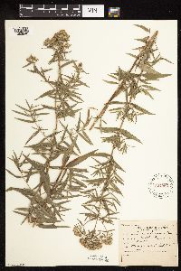 Pycnanthemum virginianum image