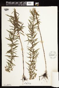 Pycnanthemum virginianum image