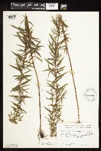 Pycnanthemum virginianum image