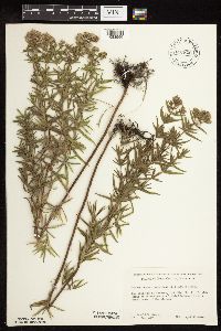 Pycnanthemum virginianum image