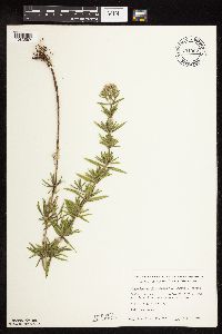 Pycnanthemum virginianum image