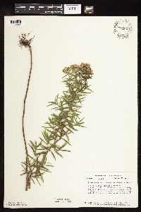 Pycnanthemum virginianum image