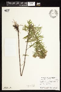 Pycnanthemum virginianum image