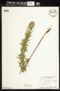 Pycnanthemum virginianum image