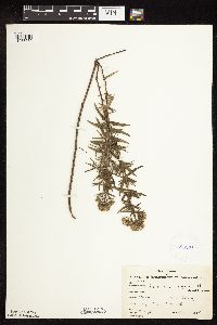 Pycnanthemum virginianum image