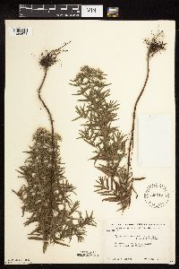 Pycnanthemum virginianum image