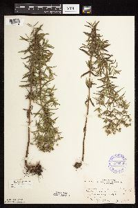 Pycnanthemum virginianum image