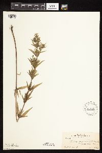 Pycnanthemum virginianum image