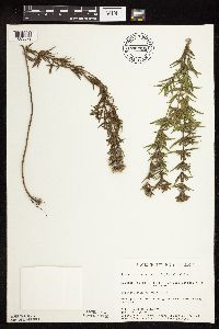 Pycnanthemum virginianum image