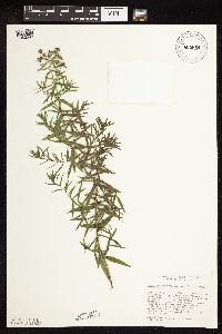 Pycnanthemum virginianum image