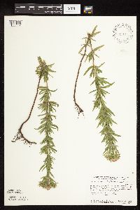 Pycnanthemum virginianum image