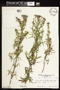 Pycnanthemum virginianum image